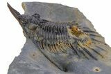 Rare, Spiny Psychopyge Trilobite - Ofaten, Morocco #357359-1